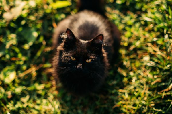 black cat breeds national black cat day cute bla 2021 12 28 06 36 37 utc