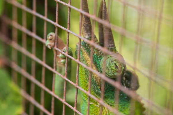 chameleon in a cage 2022 06 14 02 06 17 utc